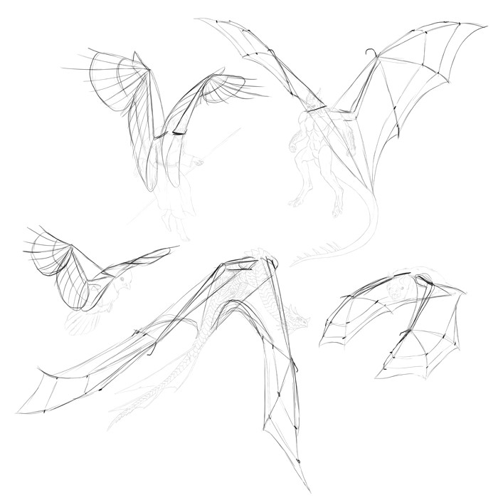 how to draw wings step by step 8