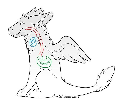 the digestive tract of a dutch angel dragon dragon anatomy drawing tips drawing reference