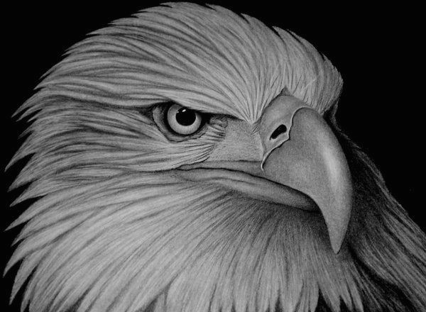 eagle amazing animal drawings from great pencils