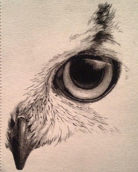 eagle eye owl eyes elephant face drawing tiger face drawing animal skull drawing