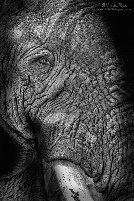 elephant abstract by rudi van den heever via 500px