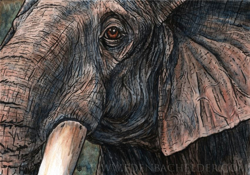 elephant ink and watercolour by shmeeden on deviantart