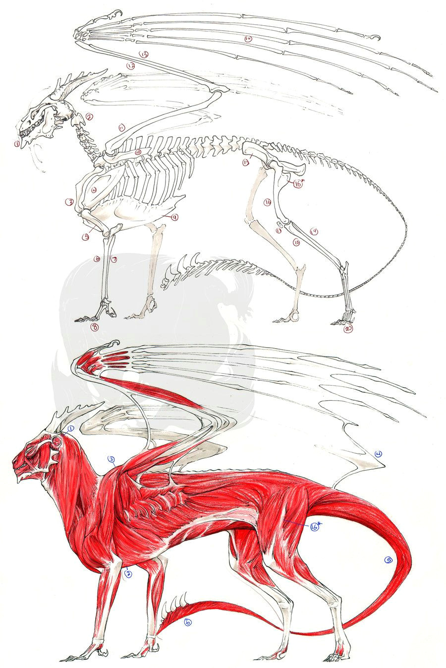 Drawings Of European Dragons European Dragon Anatomy by Pythosblaze Deviantart Com Monsters