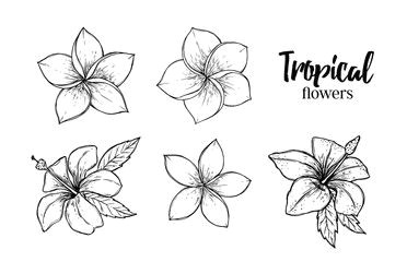 image result for tropical flowers drawing