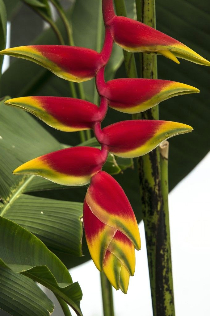 lobster claw flower heliconias in the conservatory at lewis ginter botanical garden