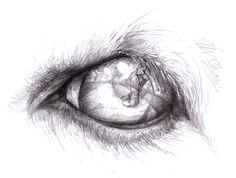 eye reflection drawing eye reflection drawing classic fairy tales dog eyes illustration