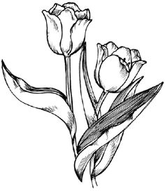how to draw a tulip in 3 steps