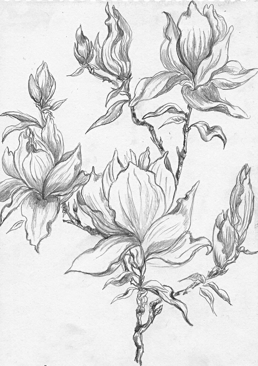 Drawings Of Flower Buds From A Selection Of Henny S Magnolia Drawings and Sketches