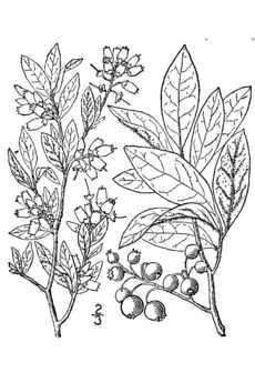 botanical sketch of blueberry plant