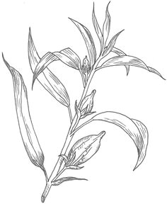 botanical drawings botanical illustration flower drawings drawing practice drawing skills doodle