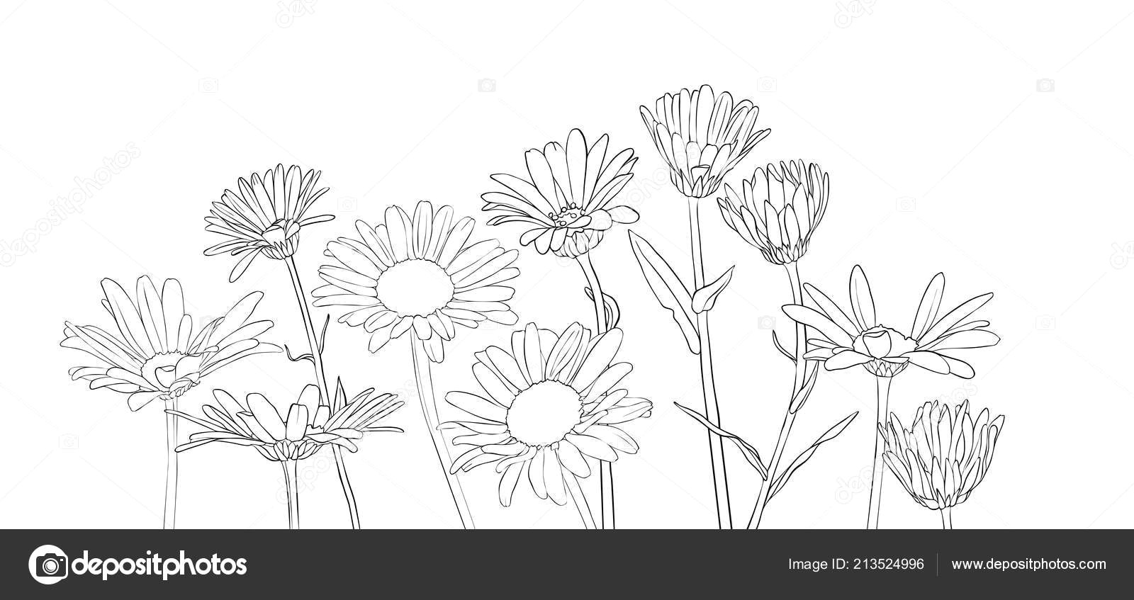 vector drawing daisy flowers floral composition hand drawn botanical illustration vektor od cat arch angel