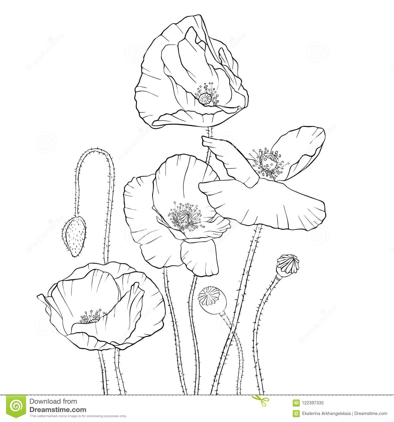 vector drawing poppy flowers