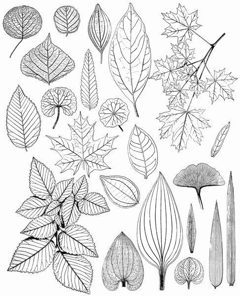 image result for copy free line drawings of leaves