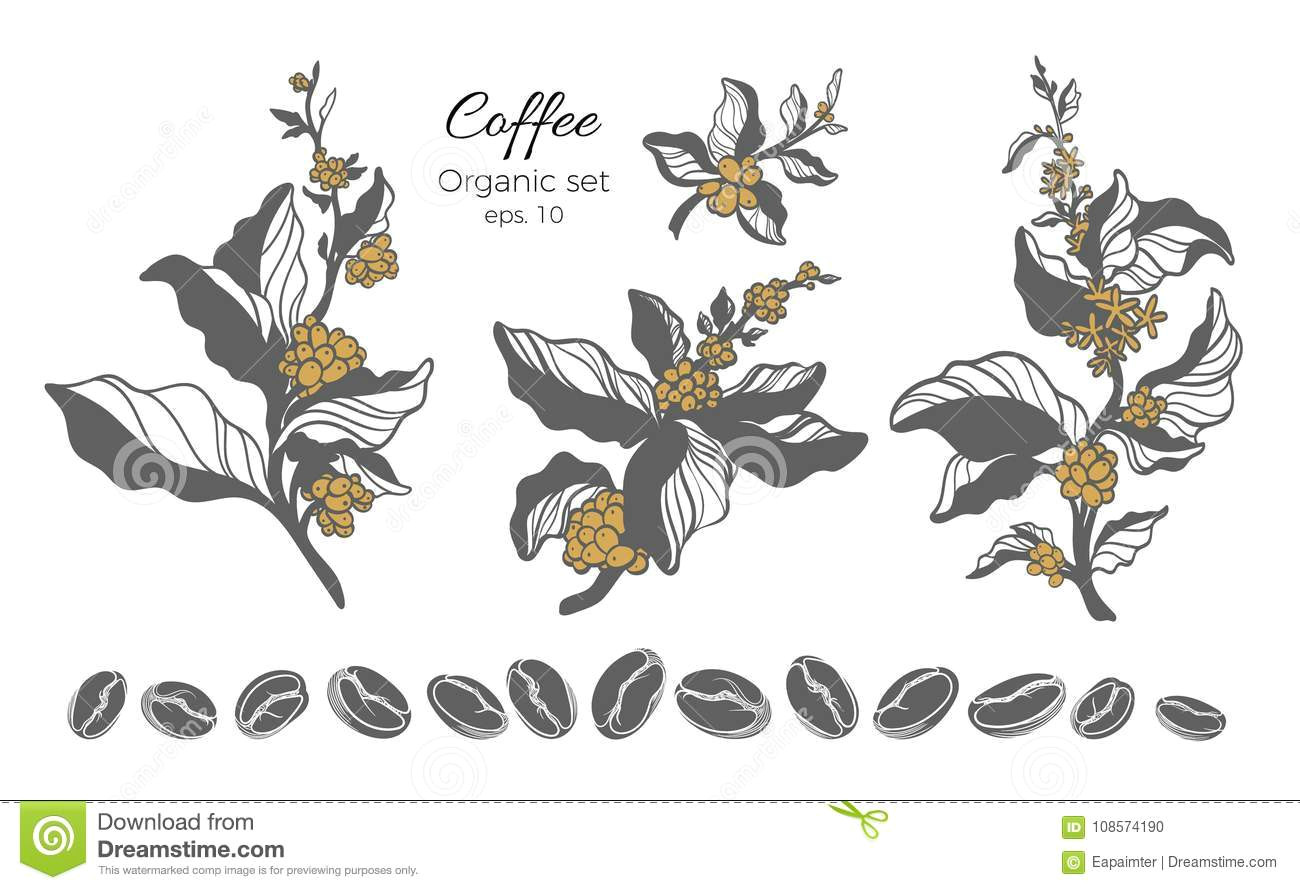 vector set of coffee tree branches with flower leaves and beans botanical drawing sketch line art design realistic nature style organic illustration