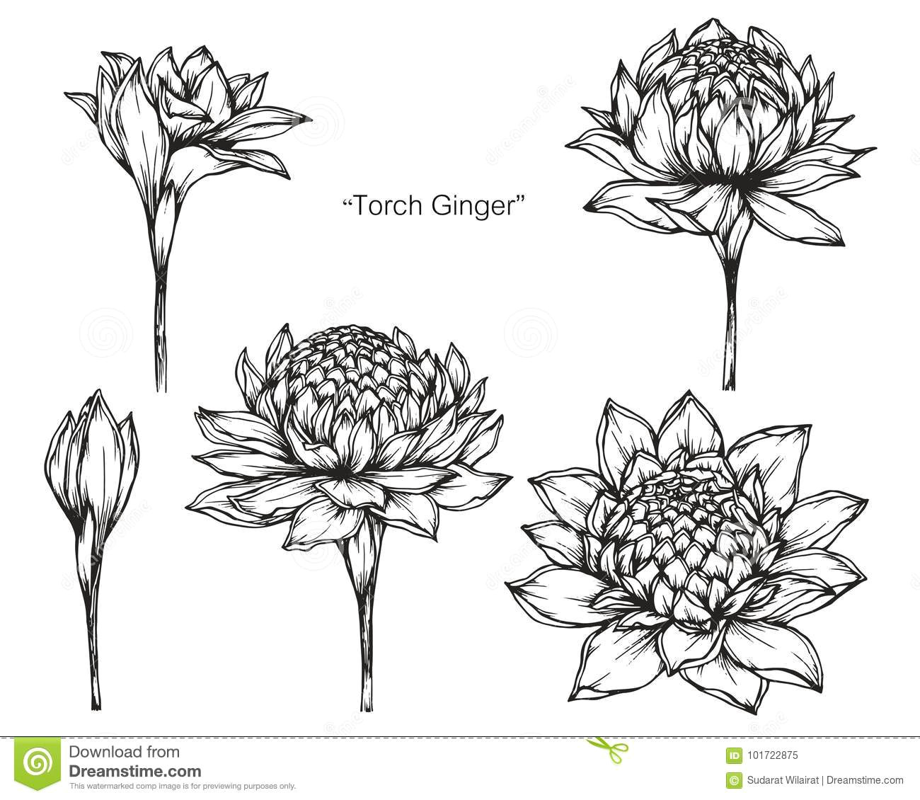 torch ginger flower drawing and sketch