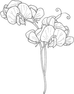 how to draw a sweet pea flower sweet pea