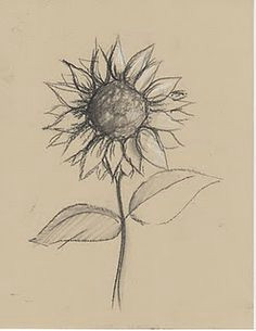 sunflower sill life drawing lesson pencil sketches of flowers sunflower sketches pencil drawings of