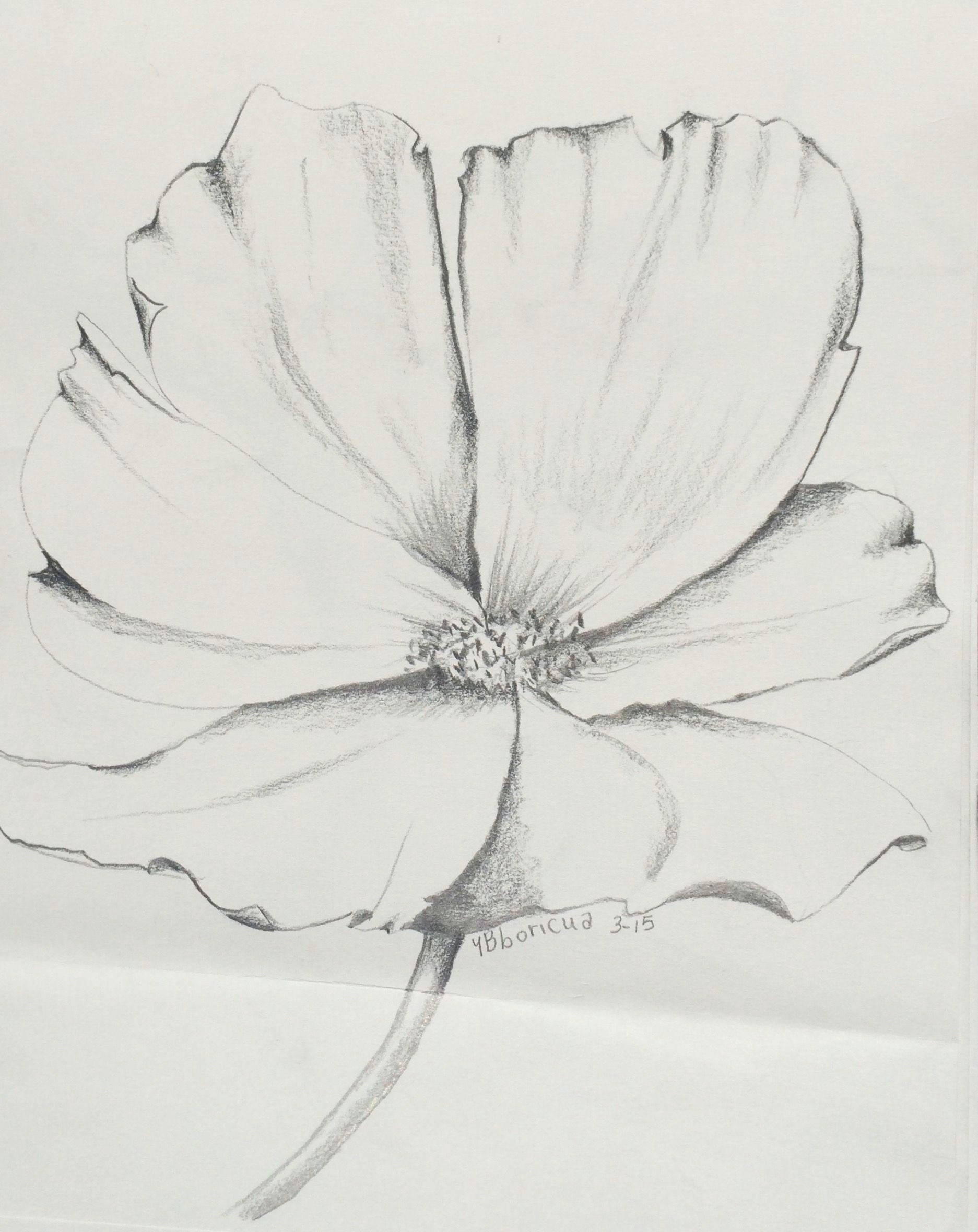 flower 7 artist ybboricua description original pencil drawing march 18 3015