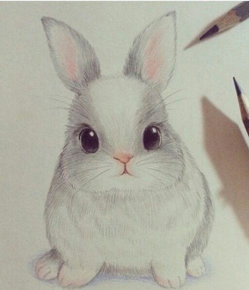 cute drawing and rabbit image