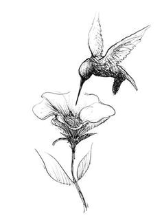 hummingbird tattoo black hummingbird sketch hummingbird tattoo watercolor hummingbird illustration hummingbird photos