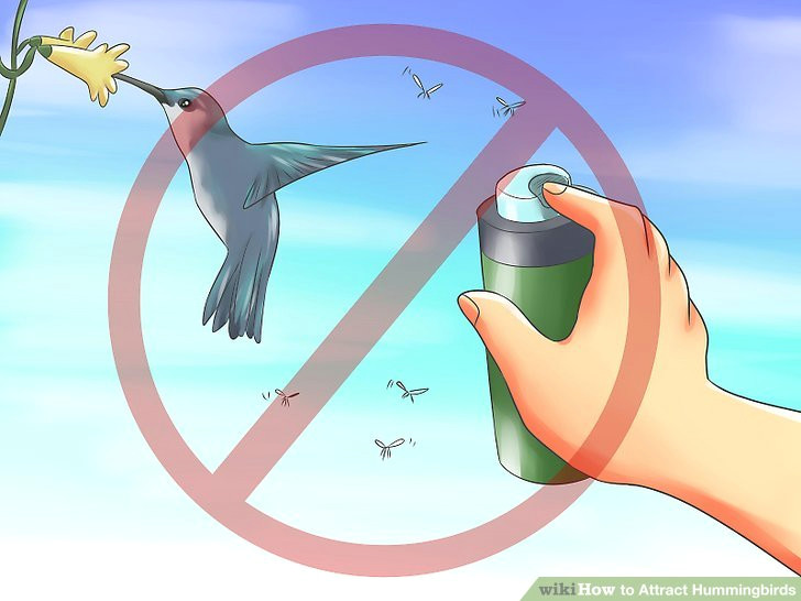 image titled attract hummingbirds step 3