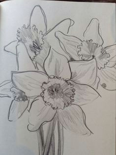 pencil sketch of daffodils