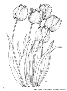 tulip adult coloring pages coloring books coloring pages nature flower coloring pages