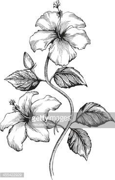 hibiscus ink style vector drawing