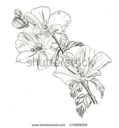 illustration about vector hand drawing hibiscus flower illustration of design background decoration 37589075