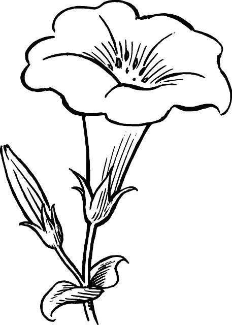 black outline drawing flower white flowers free