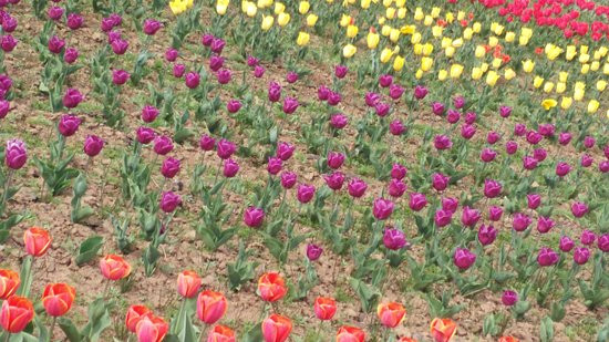 indira gandhi tulip garden tulip