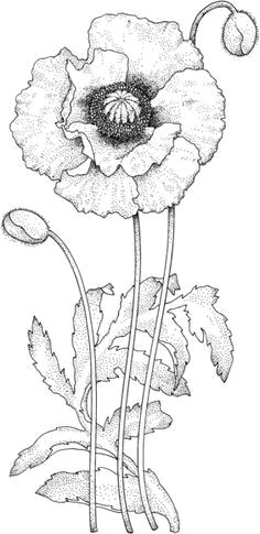 poppy blossom coloring page digi stamps printable flower coloring pages flower colouring pages