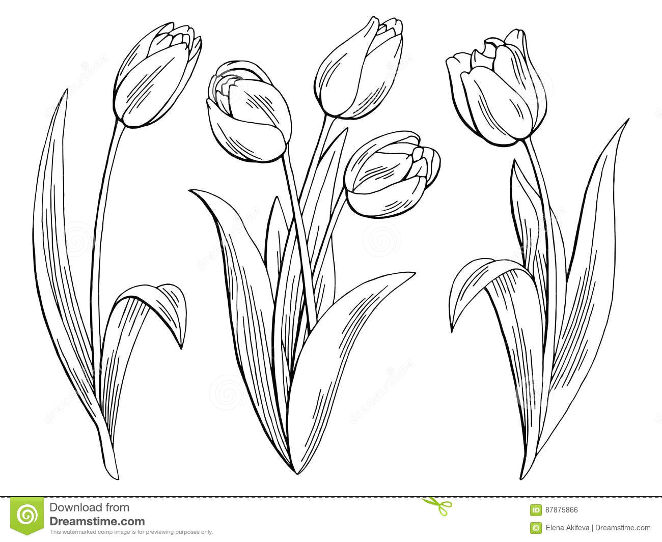 tulip flower graphic black white isolated sketch illustration