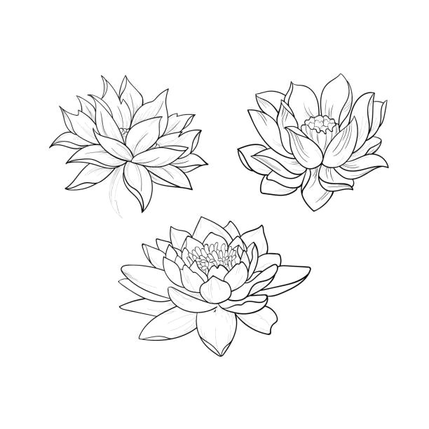 a sketch of beautiful lotuses in a graceful ornament on a white background vector art pink lotus flower