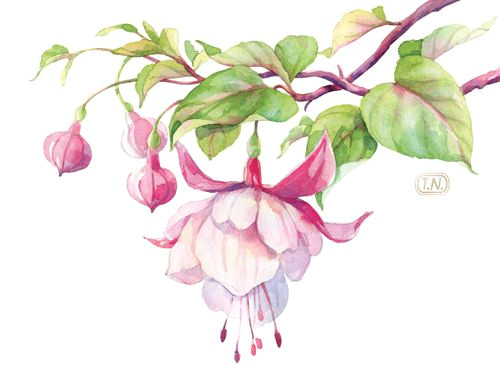 watercolor fuchsia flower by natalia tyulkina on creative market
