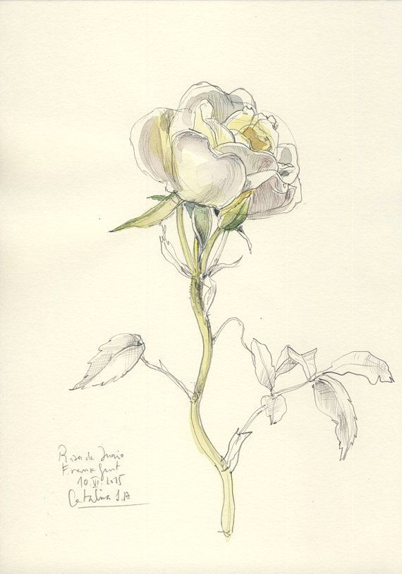 rose original drawing n 1 original watercolor and by catilustre