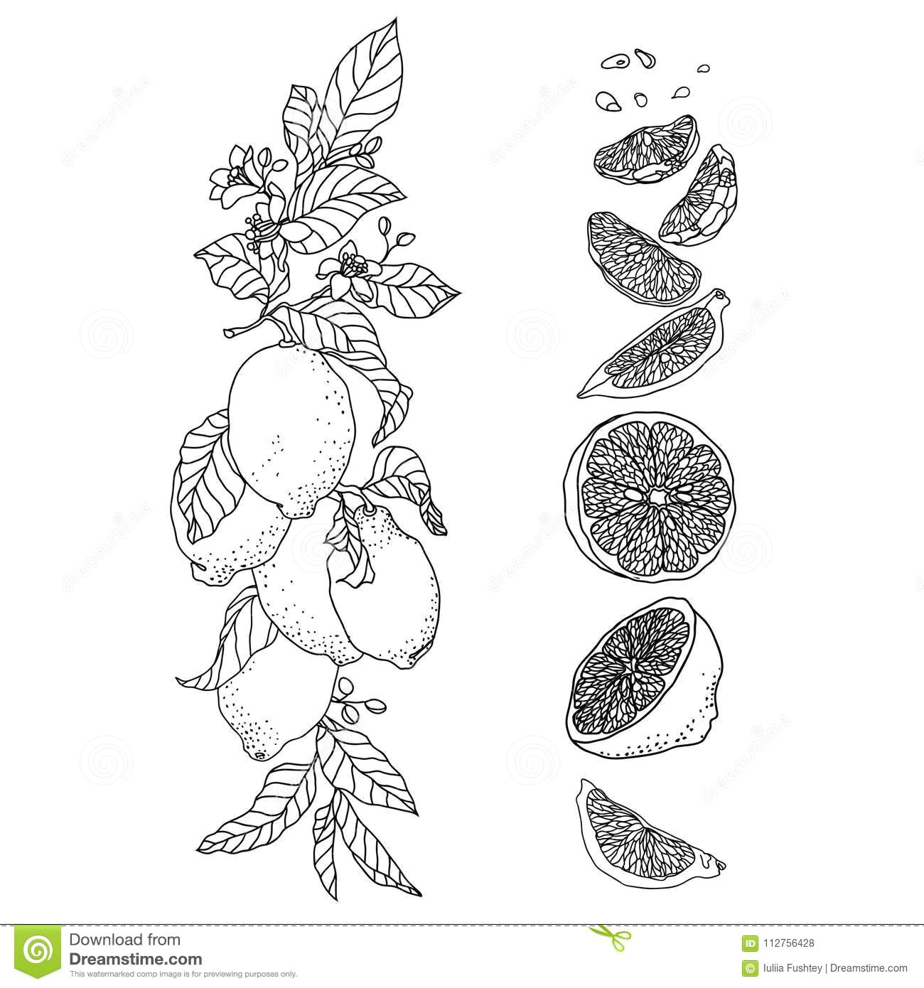 there are fruit flowers leaves buds seeds and branches set is made in vintage pen technique more similar stock illustrations