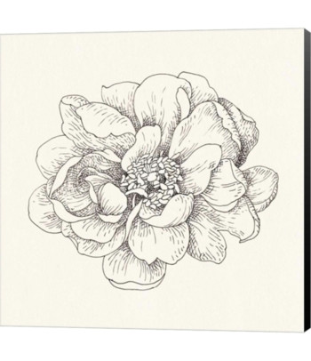 pen and ink florals iv by danhui nai canvas art multi