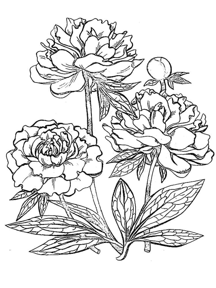 peony flower coloring pages download and print peony flower