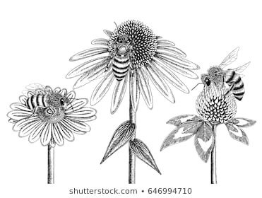bees on honey flowers sketched in black and white vector illustration chamomile coneflower and