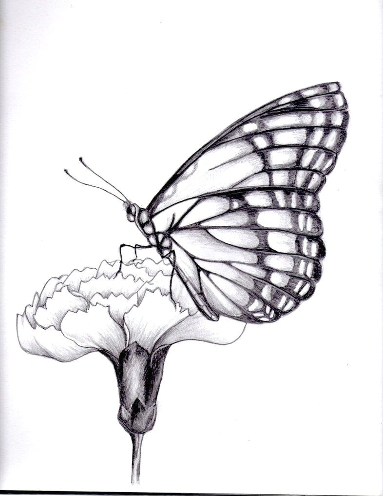 Drawings Of Flowers with butterflies Drawings Of Flowers and butterflies My Drawing Of A butterfly by