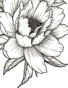 peony flower art print of pen illustration flower drawing