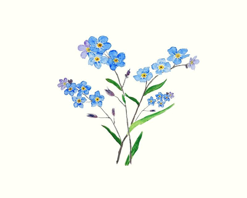 blue forget me not 2 by colorandcolor