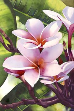 lawai plumeria iii watercolor by kathleen alexander flores plumeria silk painting painting