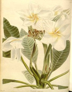 18th century botanical drawings frangipani flower google search