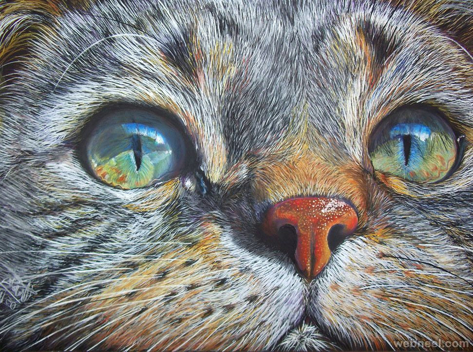 cat color pencil drawing