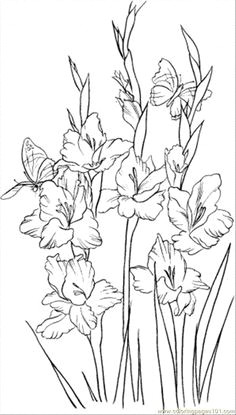 Drawings Of Gladiolus Flowers 220 Best Gladiolus Flower Images Beautiful Flowers Exotic Flowers