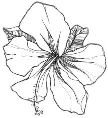 image result for gladiolus flower tattoo drawing flower tattoo drawings doodle drawings gladiolus flower