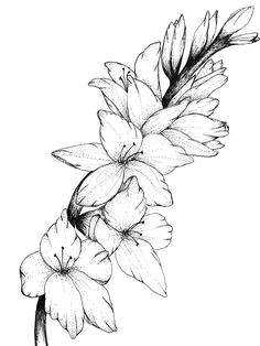 gladiolus floral print of original drawing by inspiredinspirit on etsy https www