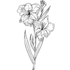gladiolus flower drawing images gladiolas tattoo gladiolus flower tattoos lilies tattoo flower tattoo
